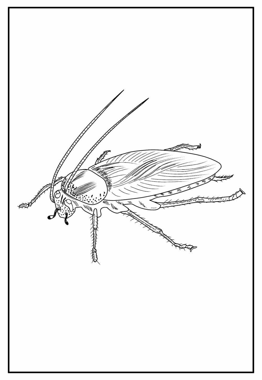 Barata