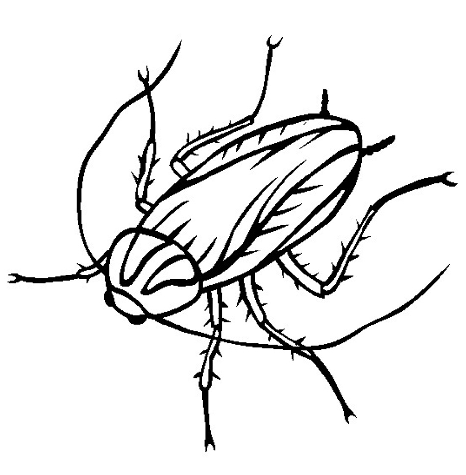 Barata