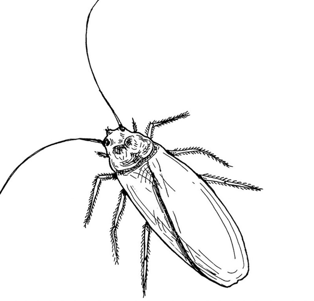 Barata