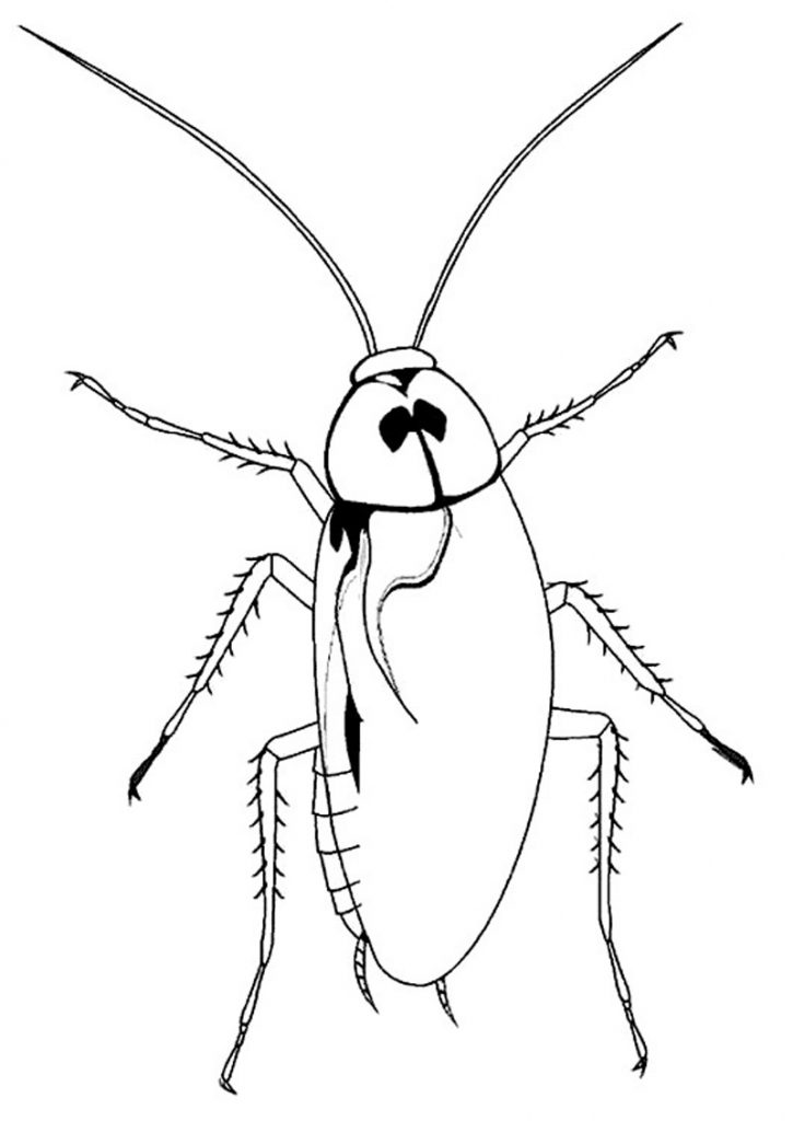 Barata