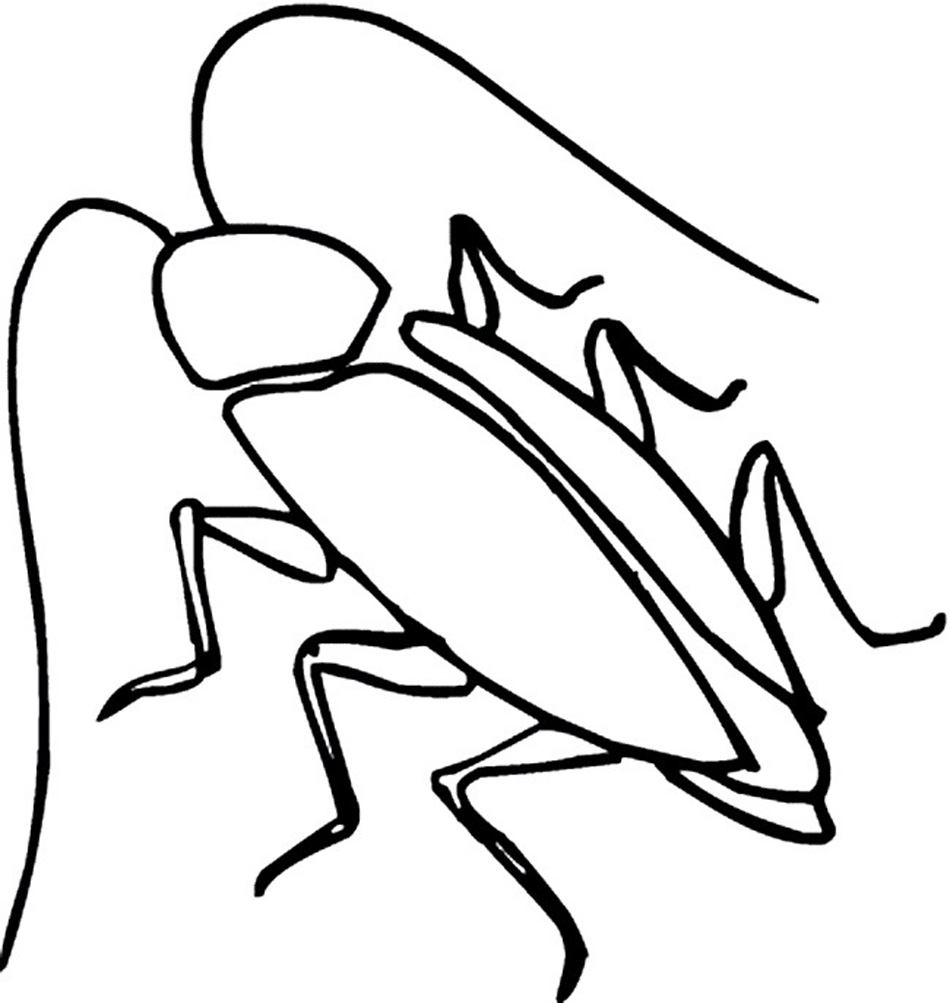 Barata