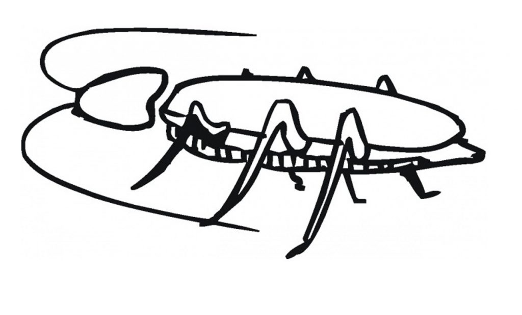 Barata