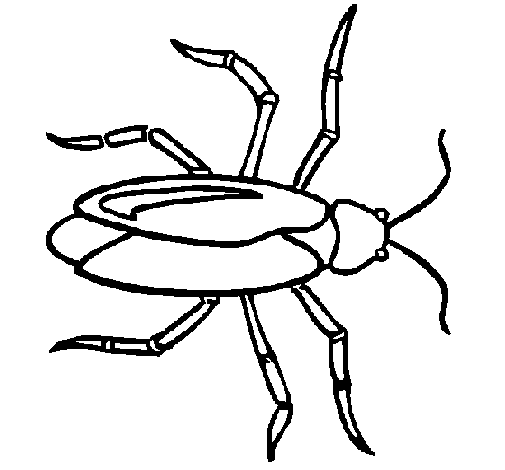 Barata