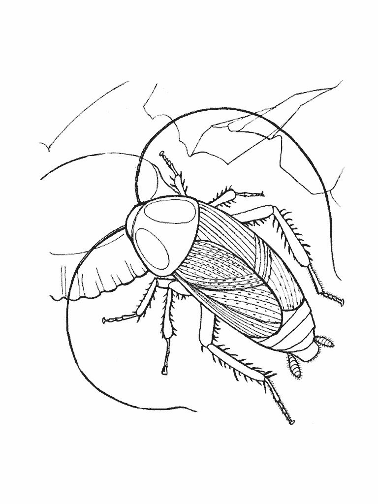 Barata