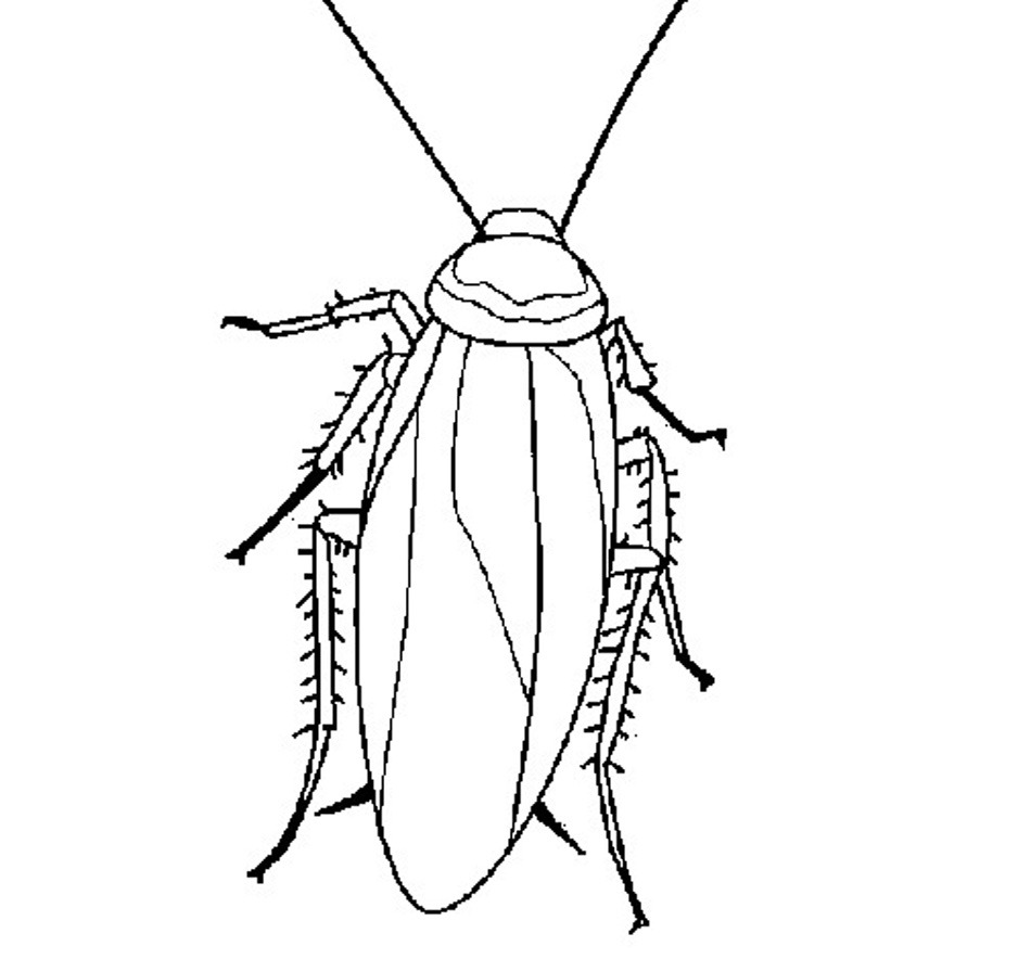 Barata