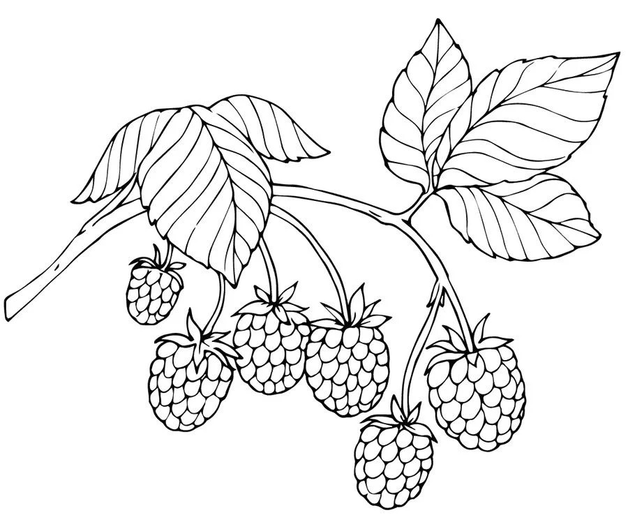 Framboesa