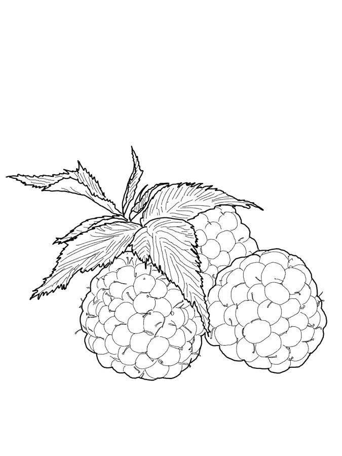 Framboesa