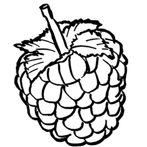Framboesa
