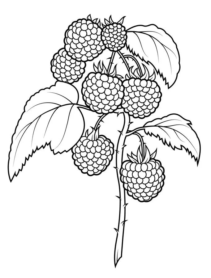 Framboesa