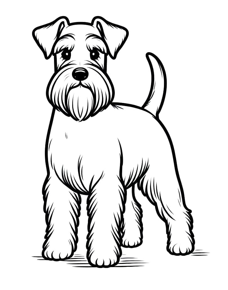 Schnauzer