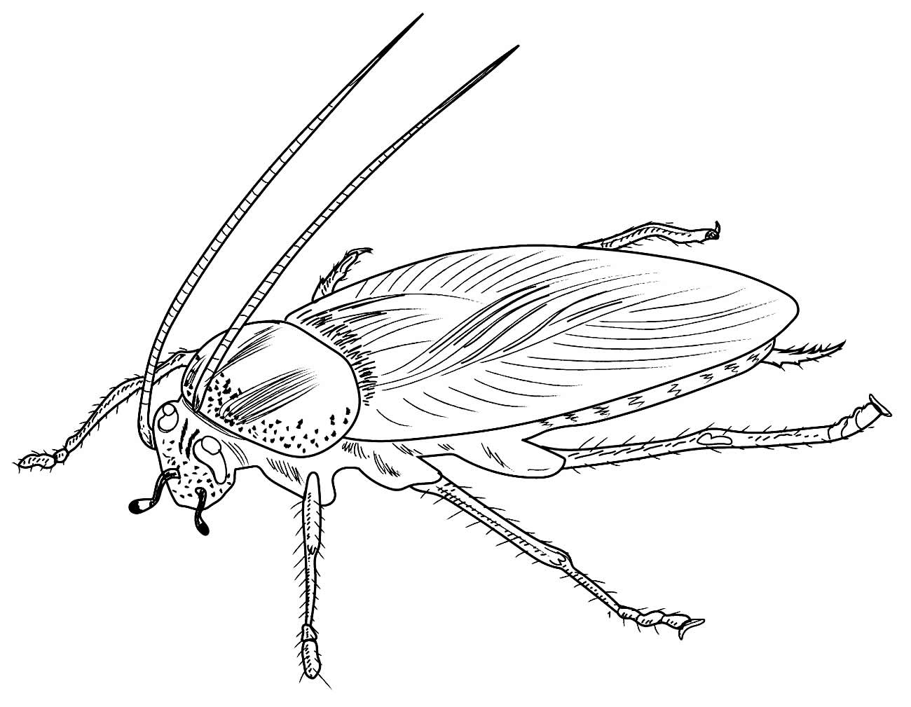 Barata
