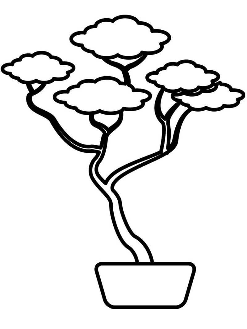Bonsai