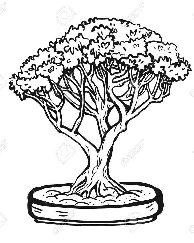 Bonsai