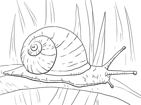 Caracol