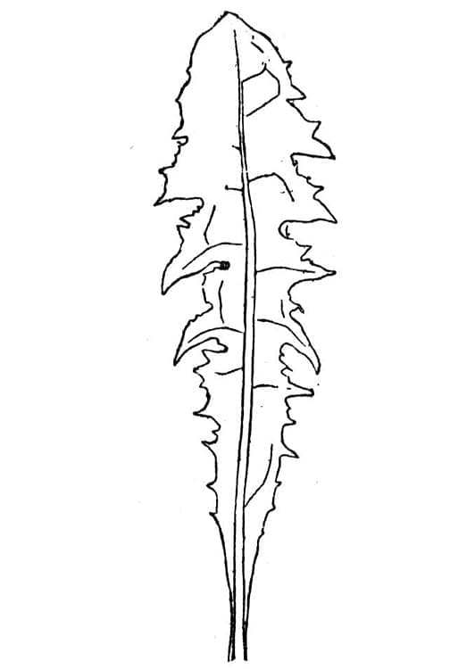 Alface