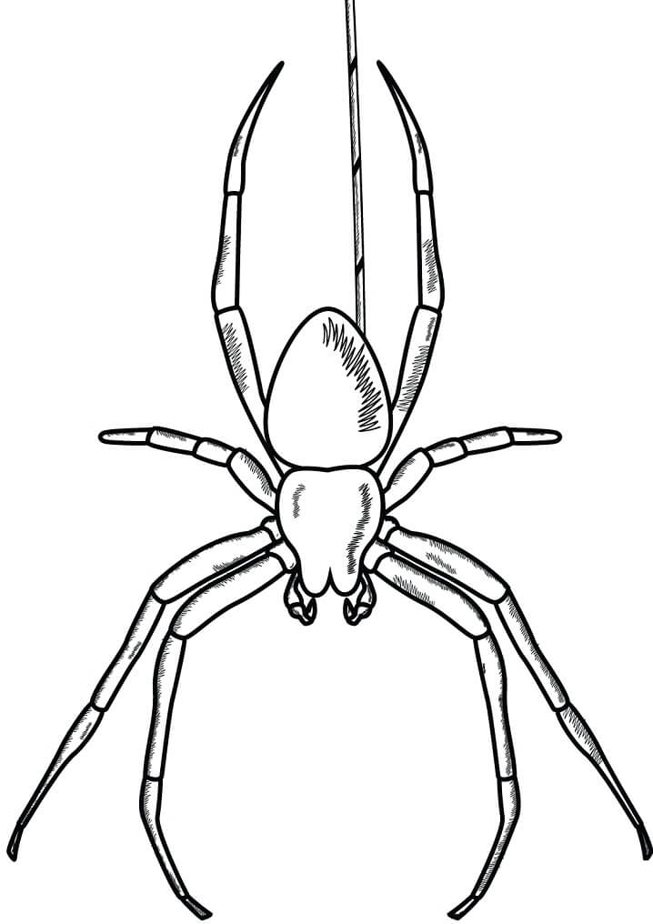 Aranhas