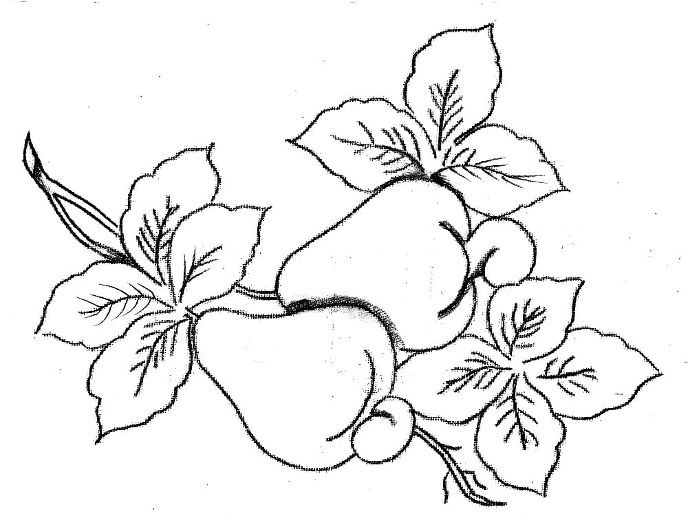 Caju