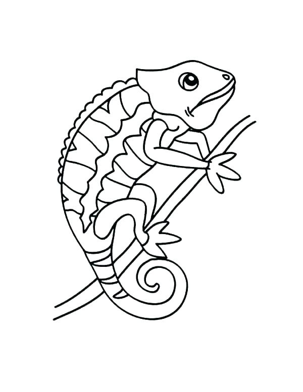 Camaleão