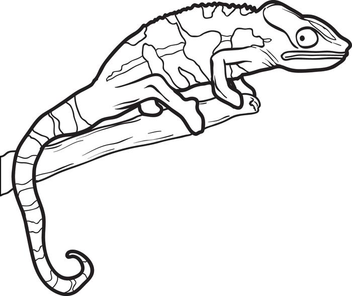 Camaleão
