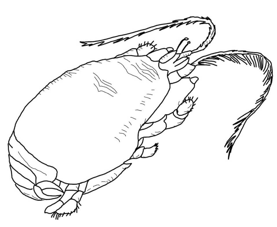 Caranguejo