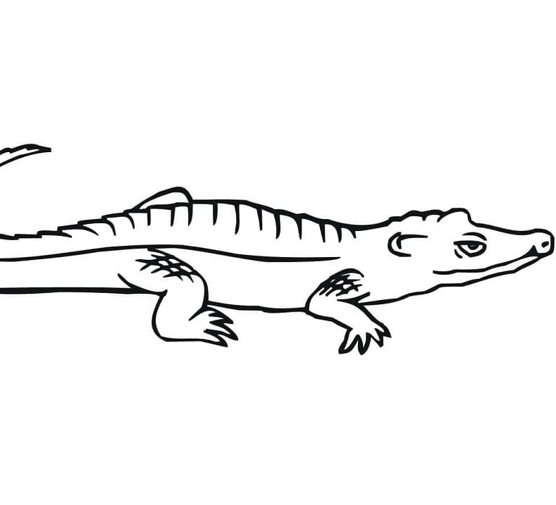 Crocodilo