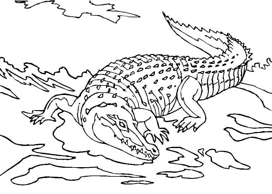 Crocodilo