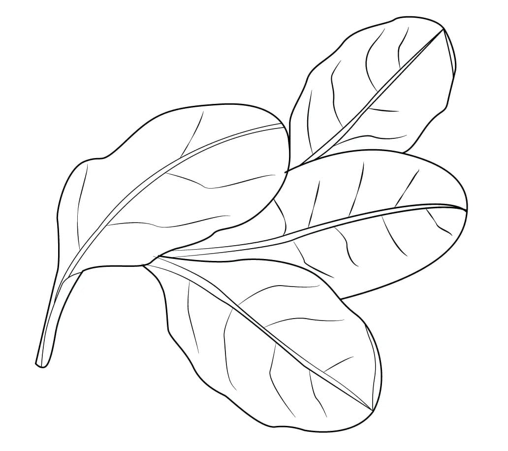 Espinafre