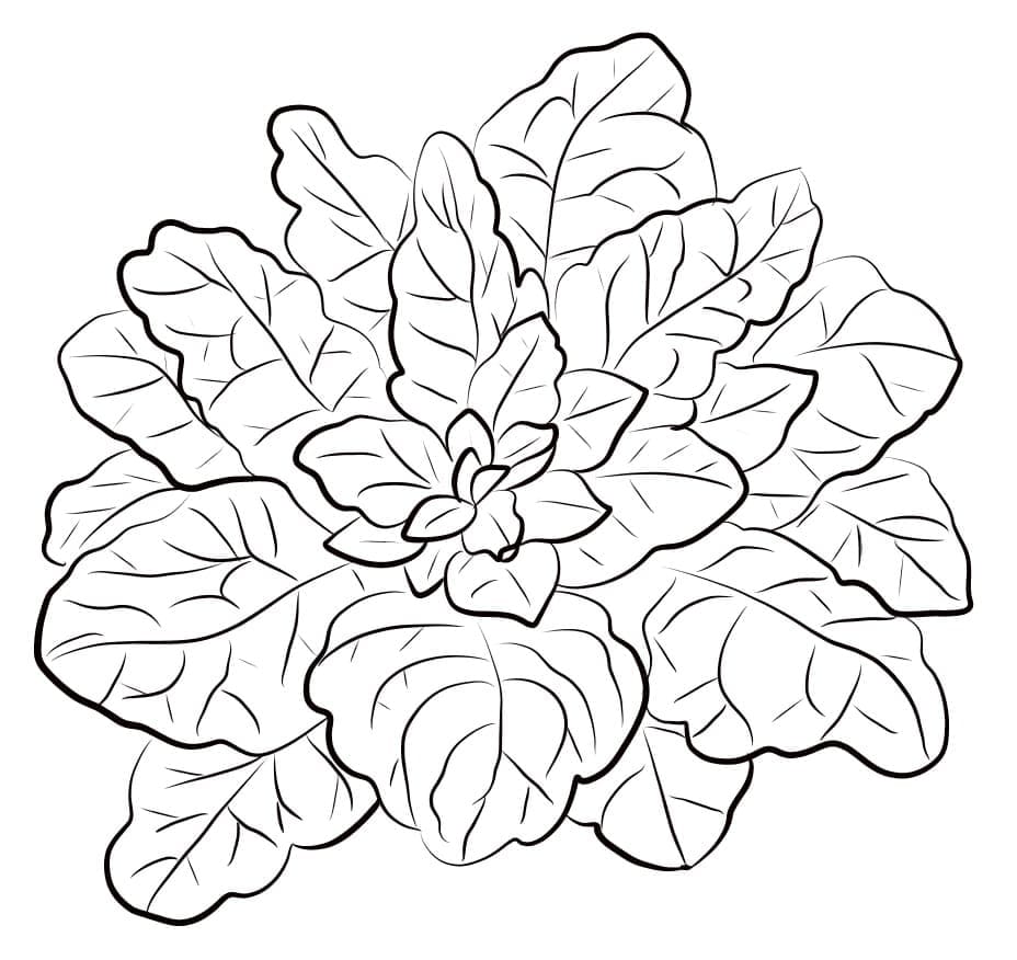 Espinafre