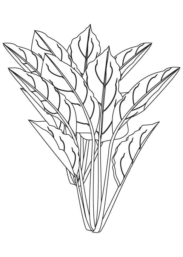 Espinafre