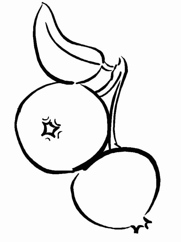 Mirtilo