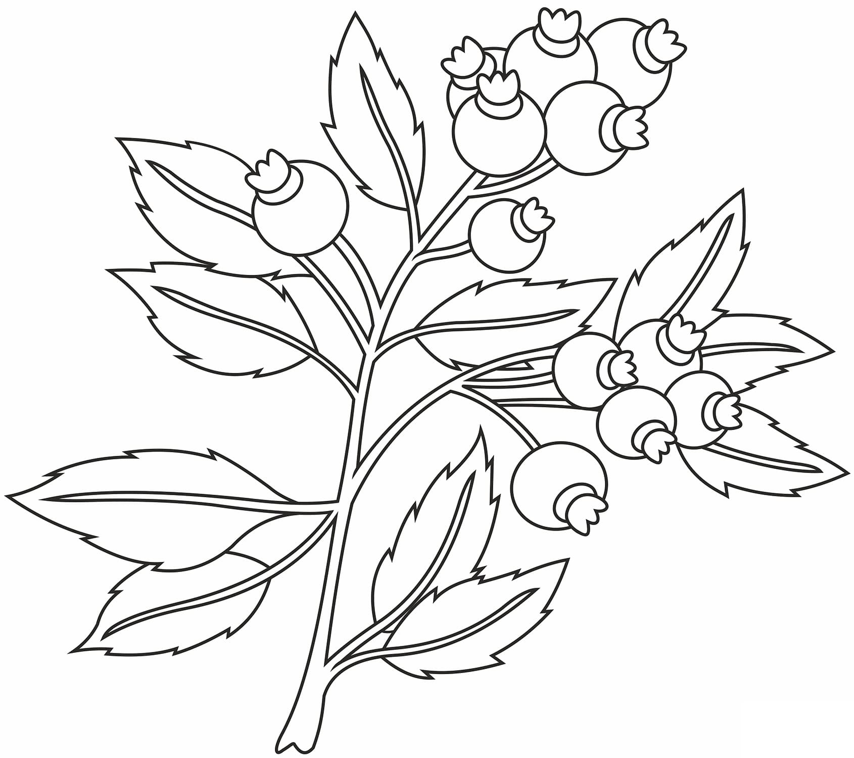 Mirtilo