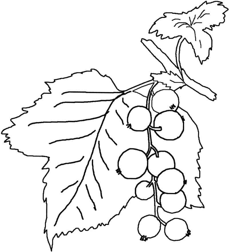 Mirtilo
