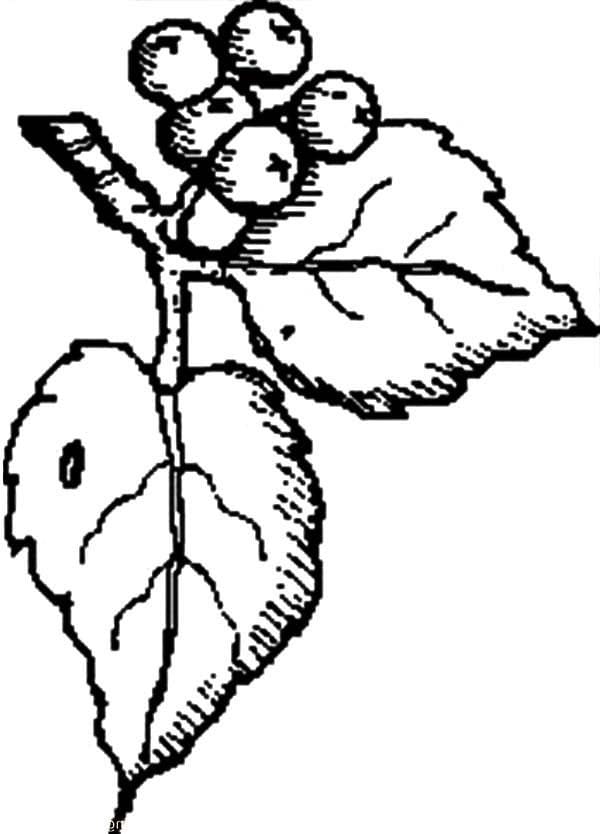 Mirtilo