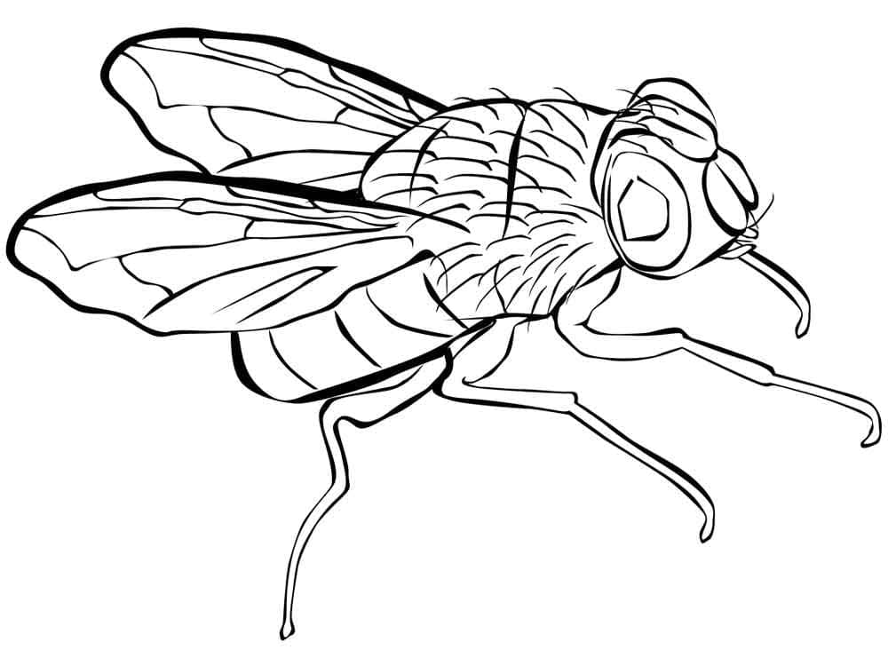 Mosca
