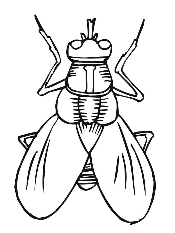Mosca