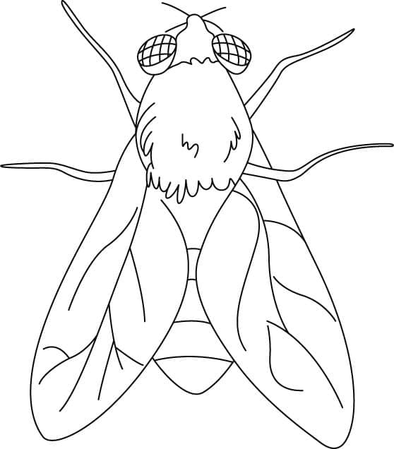 Mosca