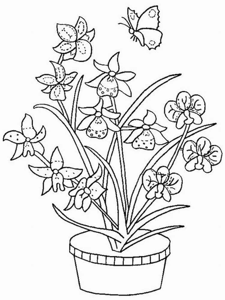 Orquídea