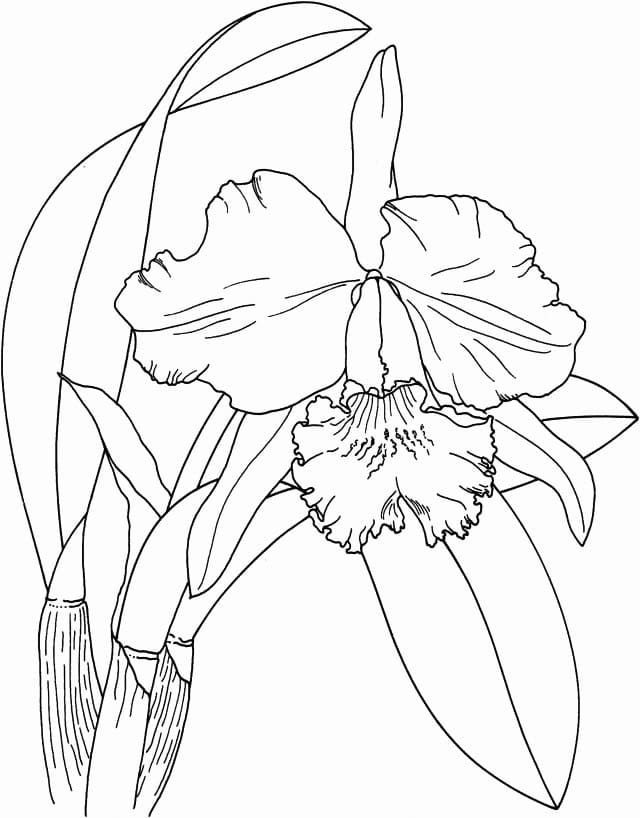 Orquídea