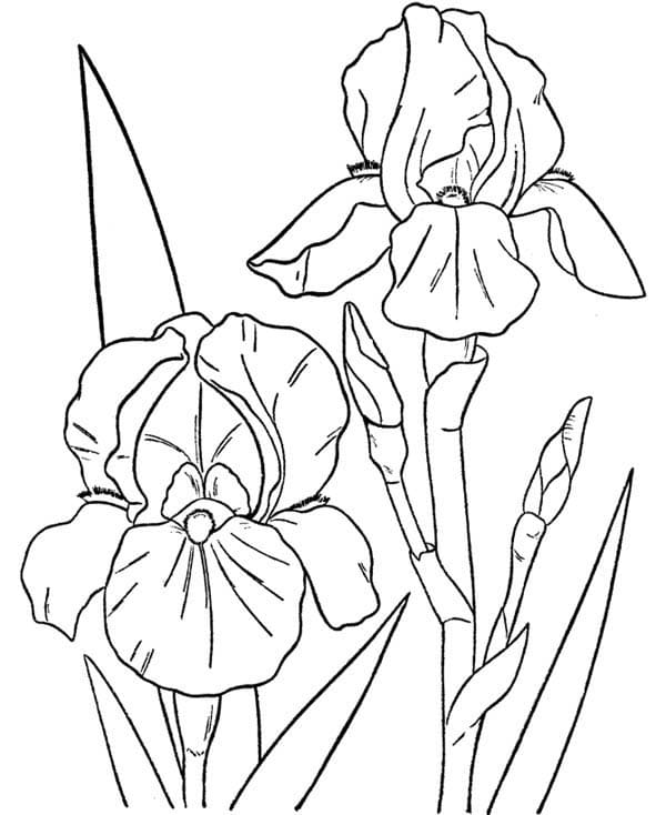 Orquídea