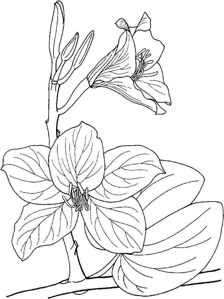 Orquídea