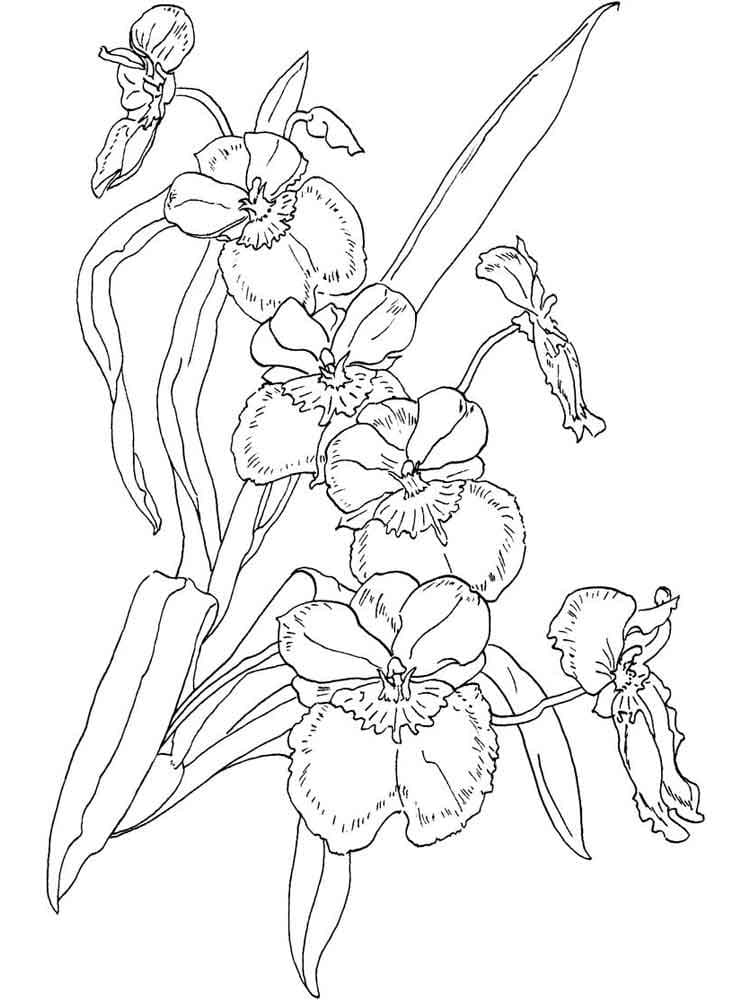 Orquídea