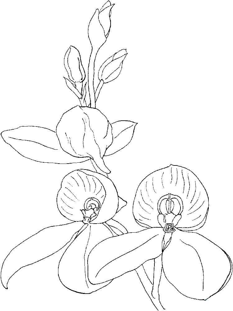 Orquídea