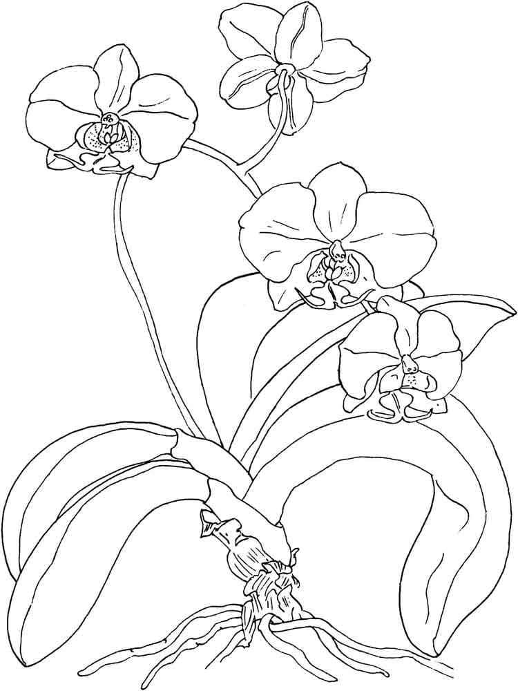 Orquídea
