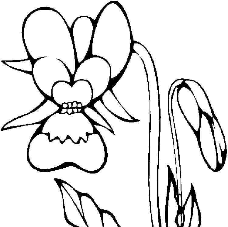 Orquídea