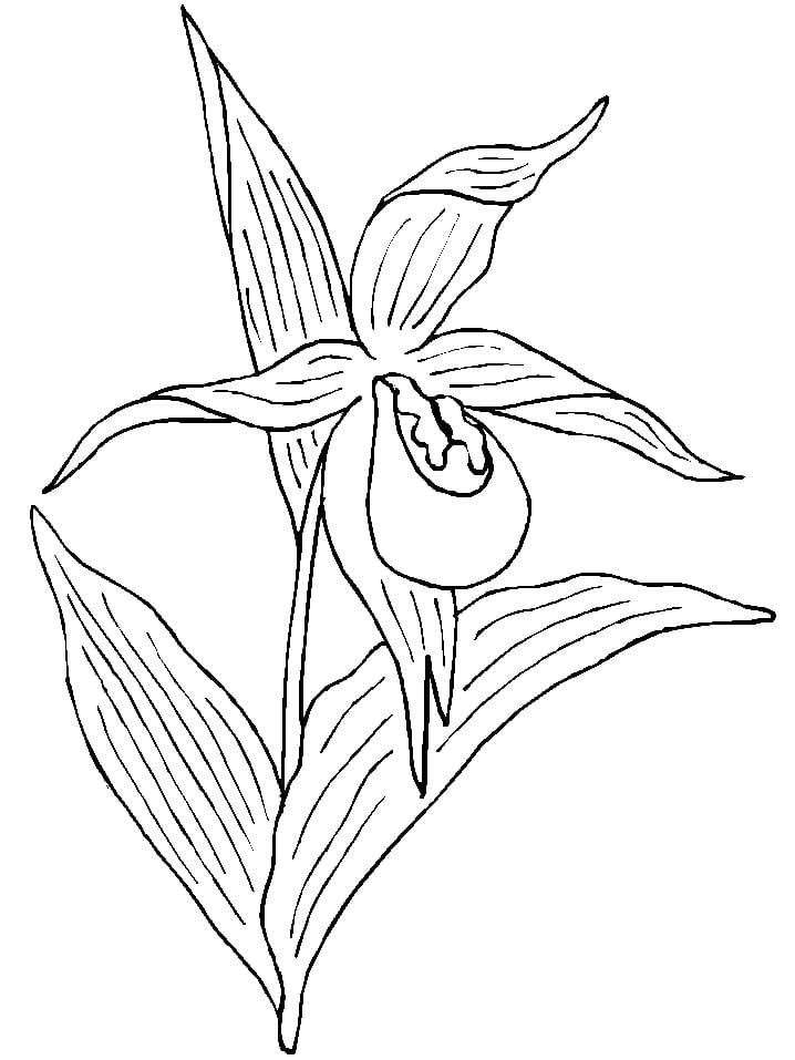 Orquídea