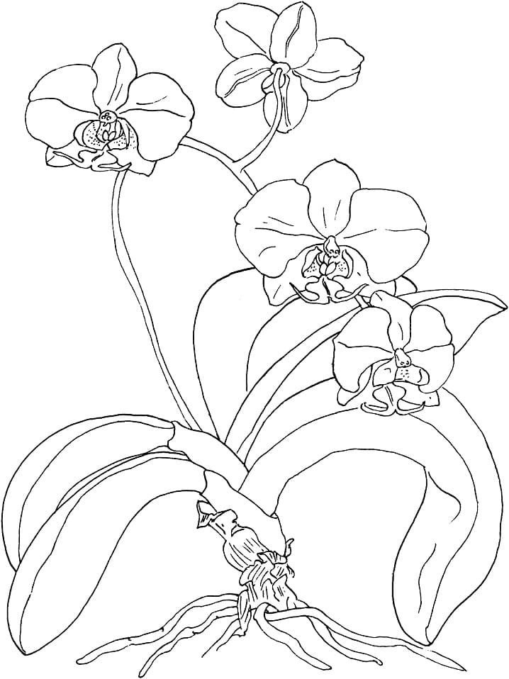 Orquídea