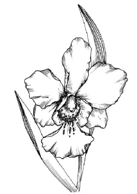 Orquídea