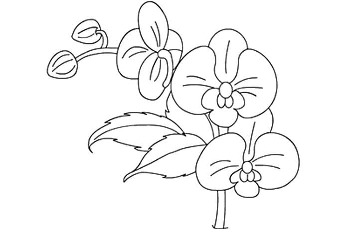 Orquídea