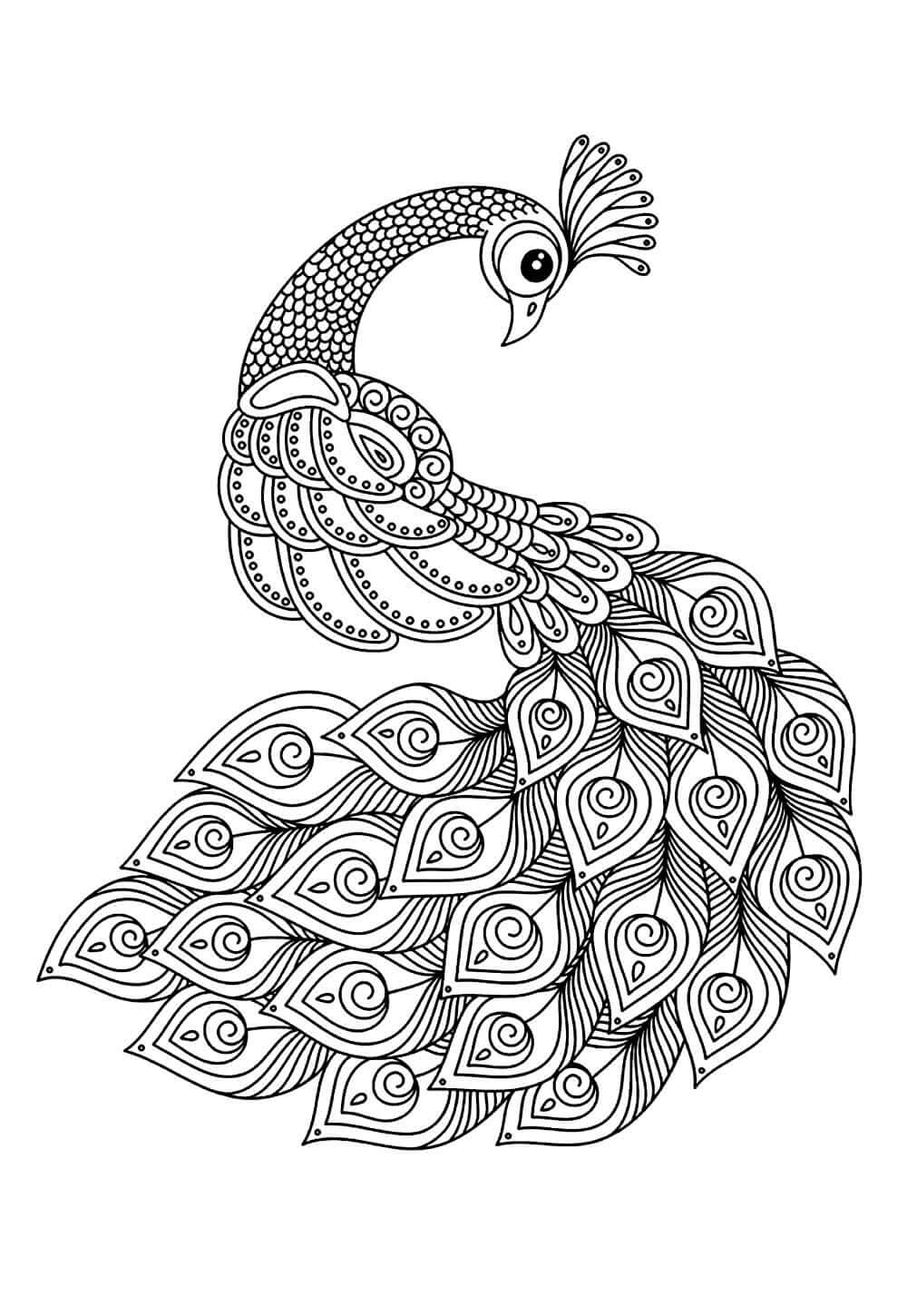 Pavão