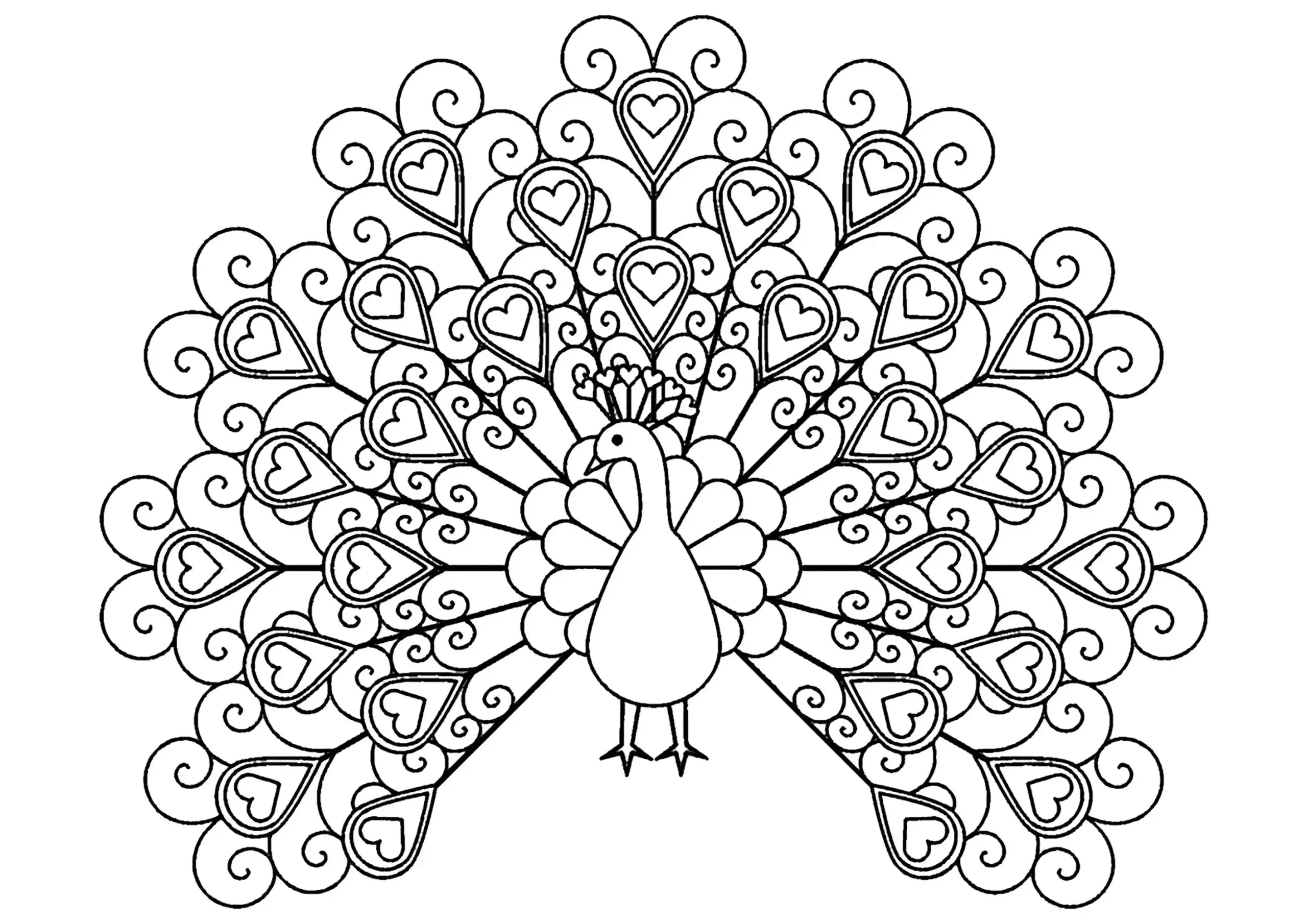 Pavão